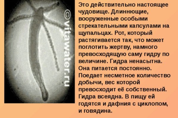 Найти зеркало кракена
